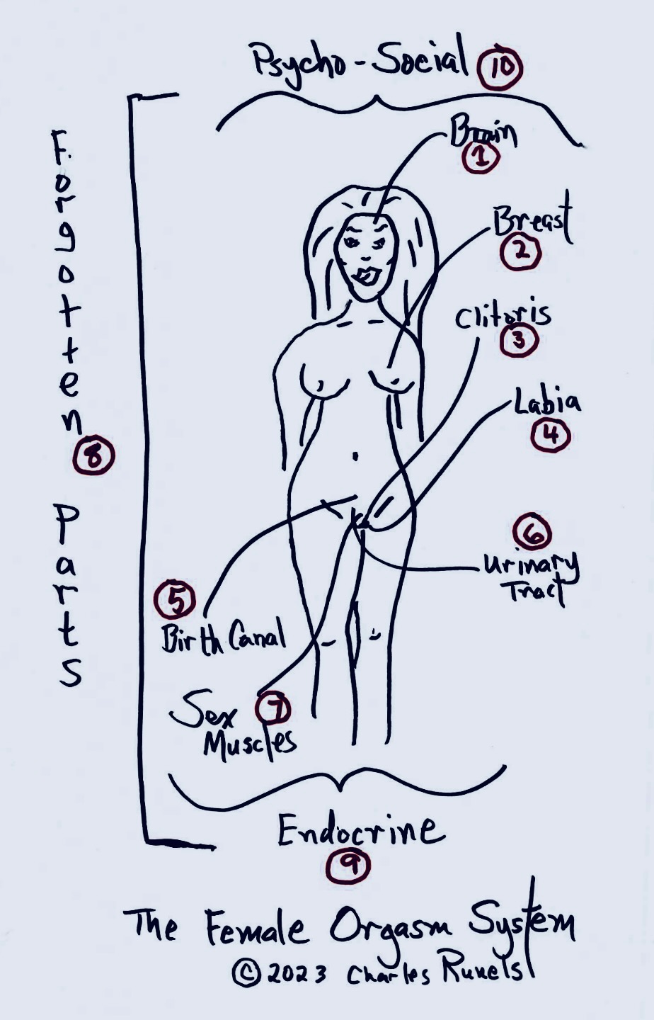 Dr. Runels' hand-drawn diagram of the female orgasm system